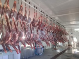 Gobernador Gregores anuncia la primera venta de carne de guanaco del 2024