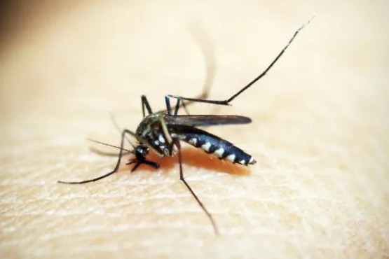 Hay 141 casos de dengue en Santa Cruz y 39 de ellos en Río Gallegos