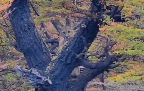 Un puma apareció arriba de un árbol en El Chaltén y sorprendió a los turistas