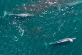 Coscarella sobre el operativo de monitoreo a la ballena Sei: “Es  poco conocida”