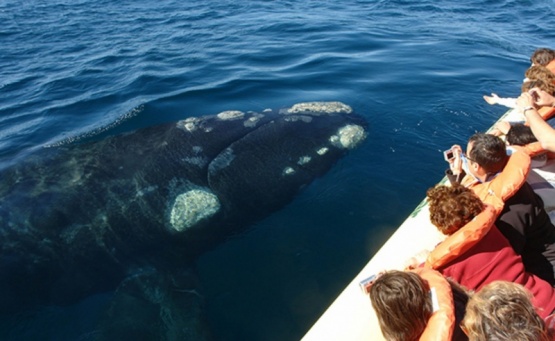 Realizar un avistaje de ballenas costará 95 mil pesos en temporada baja