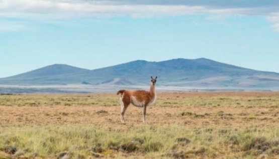 Se inaugurará la primera curtiembre de guanaco en Santa Cruz