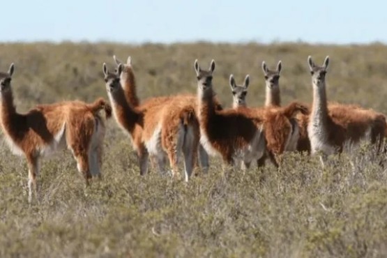 Aumentó la solicitud de caza de guanacos en Chubut