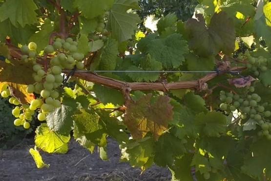 Santa Cruz aumentó las hectáreas de viñedos en un año