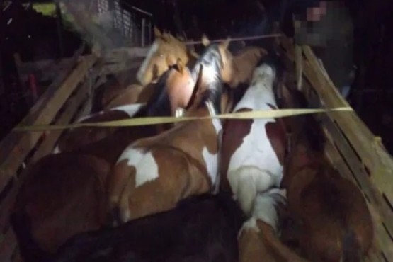 Un camionero fue imputado por maltrato animal: llevaba equinos en deplorables condiciones