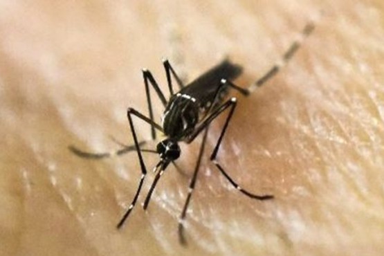 Dengue: llegan a 269 mil los casos y alrededor de 200 los fallecidos