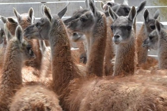 Se realizó proyecto denominado “Validación de estrategias para el manejo del guanaco”