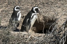Chubut: la masacre de pingüinos en Punta Tombo irá a juicio oral y público