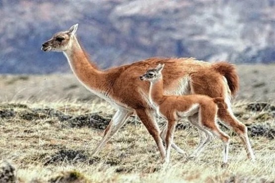 Caza deportiva en Santa Cruz: “No hay sobrepoblación, los guanacos están recuperando”