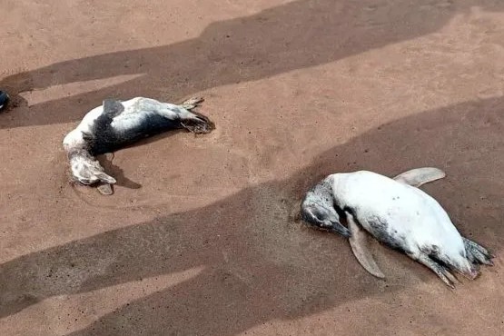 Aparecieron decenas de pingüinos muertos en las playas