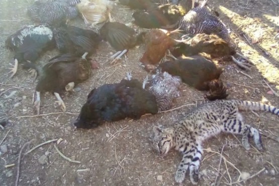 Chubut: mató a mazazos a un gato montés porque atacó a sus gallinas
