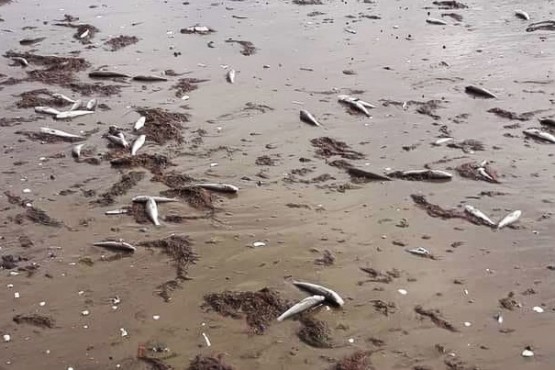 Aparecieron decenas de peces muertos en Puerto Madryn