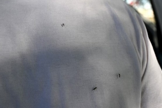 Dengue: primera muerte en Argentina por coinfección de dos serotipos diferentes