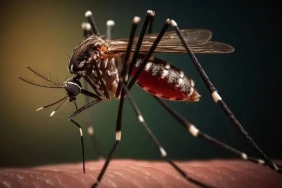 Se desaceleran los contagios: más de 420.000 casos de dengue en 2024
