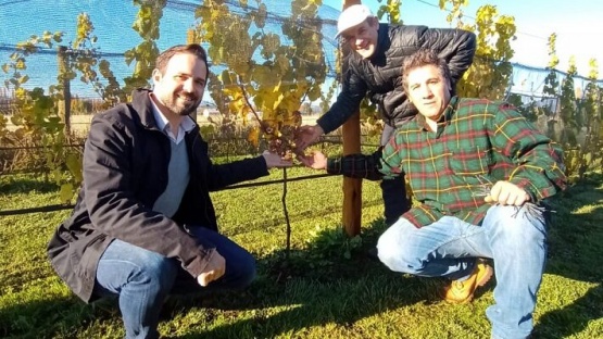 Tras tres años de trabajo, un viñedo de Chubut tuvo su primera vendimia