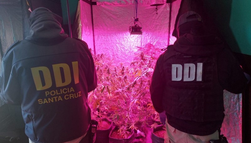 Incautaron un cultivo de marihuana tras dos allanamientos