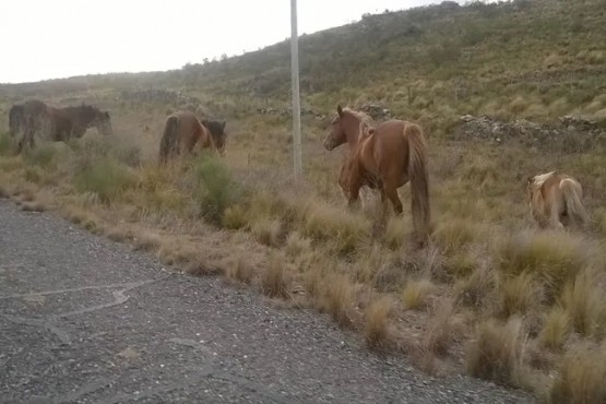 En Comodoro Rivadavia buscan actualizar la norma por los caballos sueltos, que son cada vez más