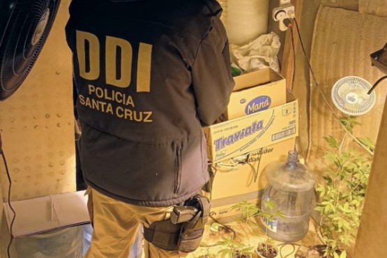 La policía acudió a una vivienda por un violento robo y descubrieron un invernadero de cannabis sativa 