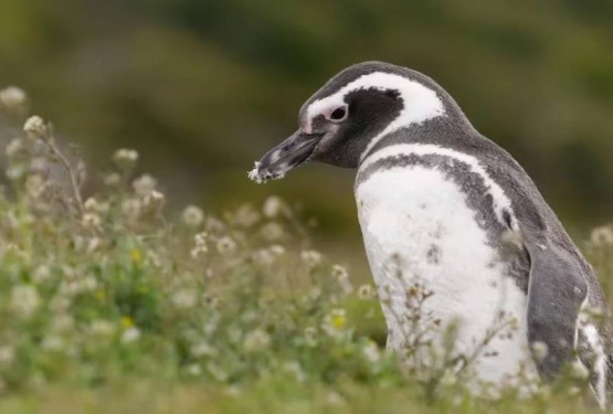 La masacre de los pingüinos en Chubut irá a juicio oral
