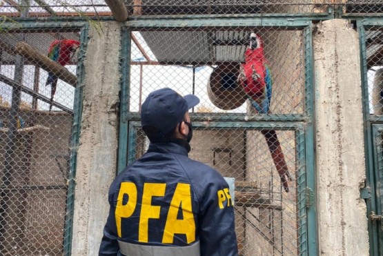 Federal desarticuló una organización que comercializaba aves exóticas y autóctonas