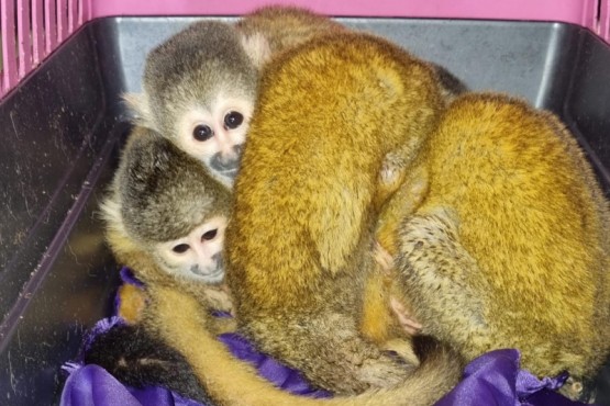 Camionero llevaba ilegalmente cuatro crías de mono tití dentro de una jaula para mascotas