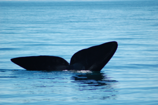 Vuelven las Ballenas a Santa Cruz: dónde se puede verlas