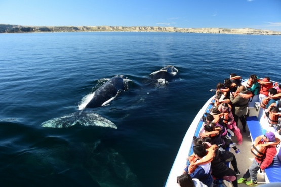 Junio: dos fines de semana largos para ver ballenas en Puerto Madryn
