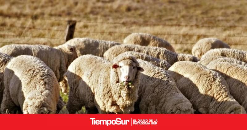 Federaciones rurales defienden la vigencia de la ganadería ovina