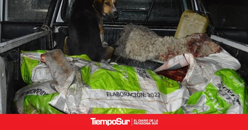 Detienen a un hombre con restos de ovinos y guanaco