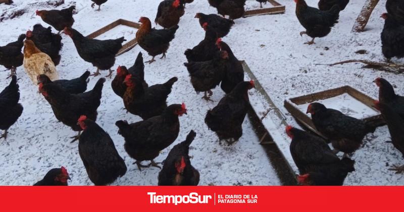 Tecnología permite incrementar la producción de huevos en invierno