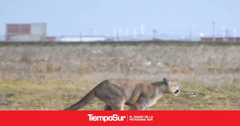 Un puma generó un operativo en el Autódromo de Río Gallegos