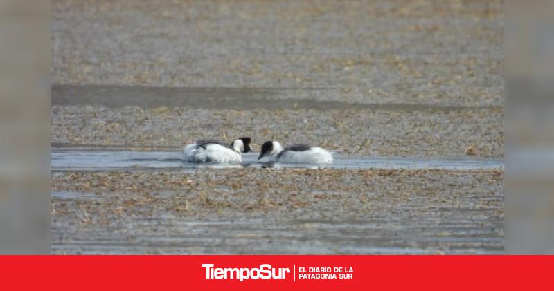 El macá tobiano vuelve a reproducirse en la Patagonia