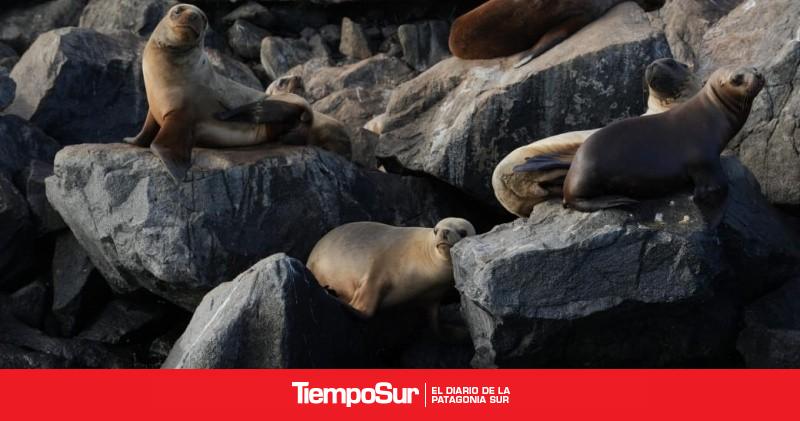 Chubut impulsa nuevas experiencias de turismo de naturaleza con fauna marina