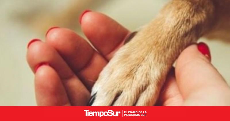 Presentaron la "Ley Valentin" para el cuidado animal