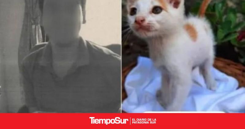 Marchan al Obelisco por los 16 gatos asesinados en Recoleta