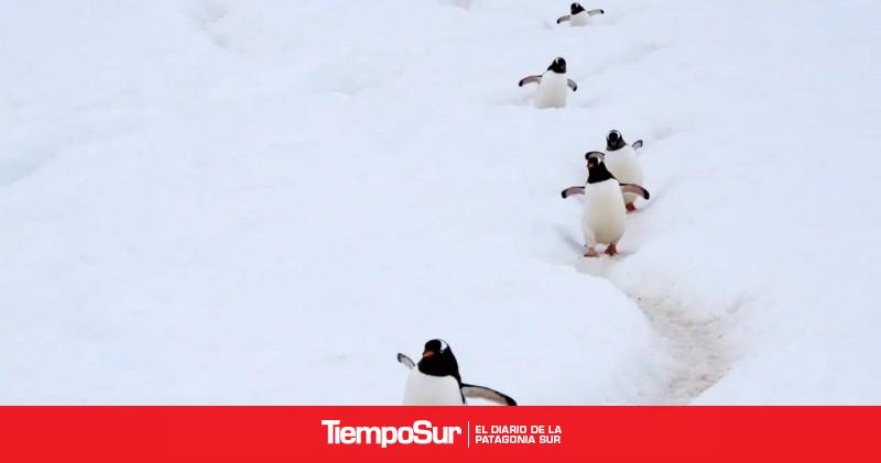 Descubrieron nueva especie de pingüino en la Antártida tras más de 100 años