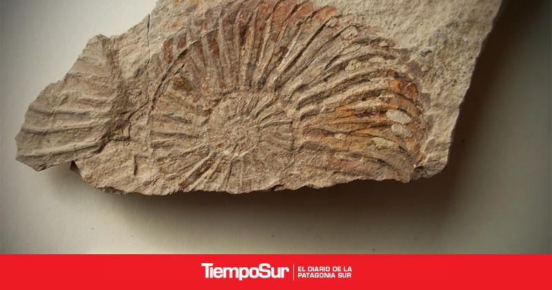 Descubrieron fósiles de amonites de 135 millones de años con una estructura inédita preservada