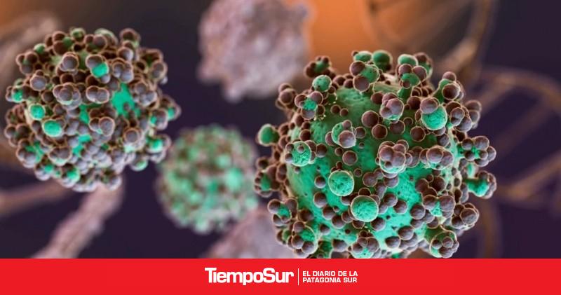 Hantavirus: se identificaron 3 nuevos casos en Argentina