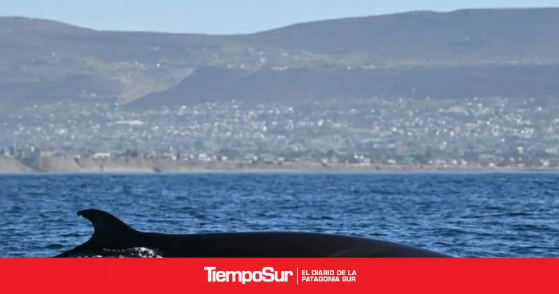 Avistaje de ballenas en el Golfo San Jorge