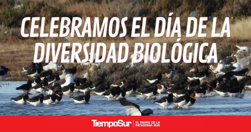 Ambiente Sur realizará una jornada por el Día de la Diversidad Biológica