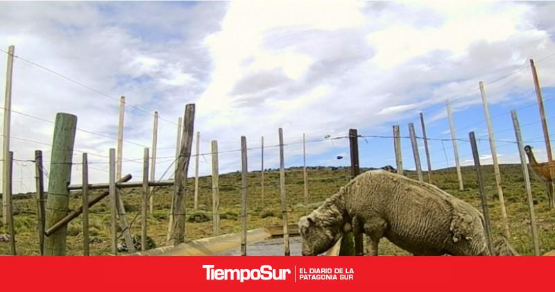 Estrategias para reducir el acceso de guanacos a bebederos antrópicos mejoran la eficiencia en sistemas ovinos