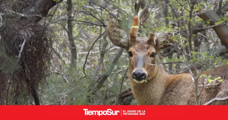 Cuidar huemules, entender sus heridas y buscar nuevas herramientas para conservarlos