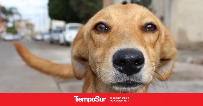 75% de los perros en América Latina son mestizos y enfrentan los mismos riesgos de salud que los de raza