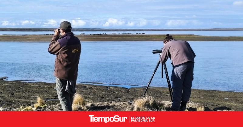Se realizó el 5° Censo Binacional del Chorlito ceniciento y relevaron 78 sitios