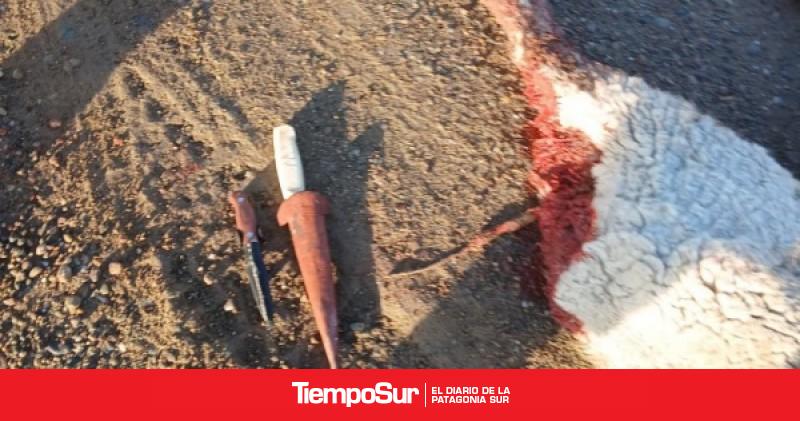 DOR de Deseado secuestró un ovino faenado