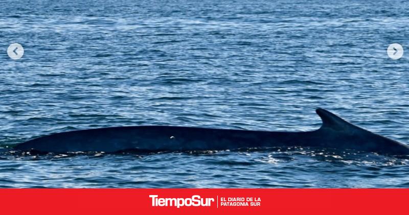 Por primera vez lograron registrar una ballena azul desde un bote
