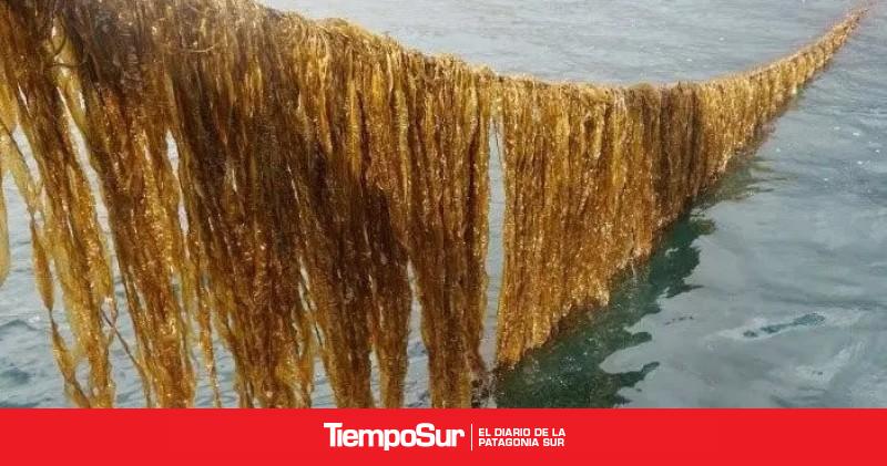 Santa Cruz concretó su primera cosecha histórica de macroalgas cultivadas