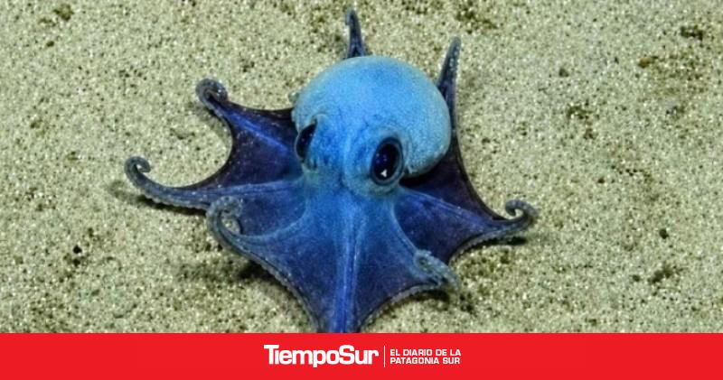 Descubren nueva especie de diminuto pulpo azul