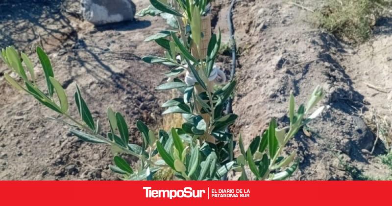 Santa Cruz se suma al mapa del aceite de oliva de alta calidad en la Patagonia