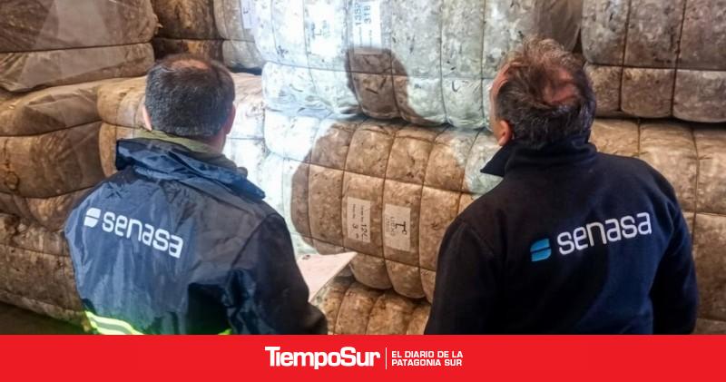 Primera exportación de lana sucia desde una barraca de campo de Chubut